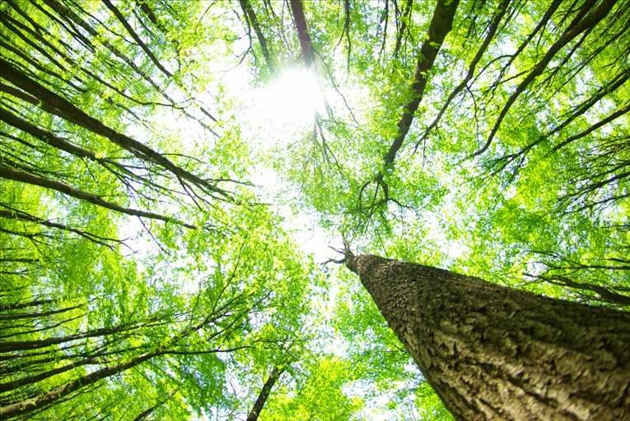 Công an Quảng Ngãi triển khai, thực hiện hiệu quả Chỉ thị số 13-CT/TW, ngày 12/01/2017 của Ban Bí thư Trung ương Đảng về tăng cường sự lãnh đạo của Đảng đối với công tác quản lý, bảo vệ và phát triển rừng năm 2020