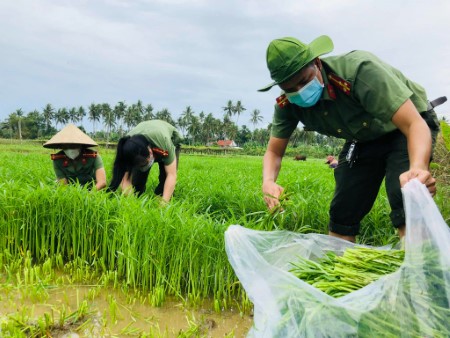 Đoàn Thanh niên Công an tỉnh: Thu hoạch nông sản giúp dân trong khu phong tỏa vì dịch Covid-19 trước cơn bão số 5 đổ bộ