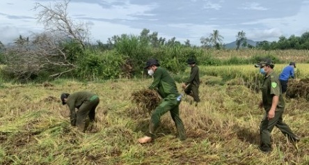 Sơn Tịnh: Chiến sĩ Công an giúp dân gặt lúa trong dịch Covid-19