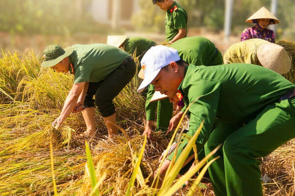 Màu áo xanh thấm đẫm mồ hôi trên đồng ruộng xã Mộ Đức