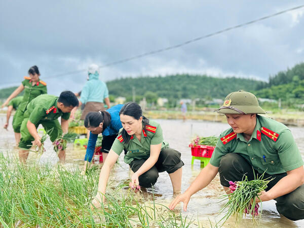 Công an đặc khu Lý Sơn kịp thời giúp dân thu hoạch hành tím chạy lũ
